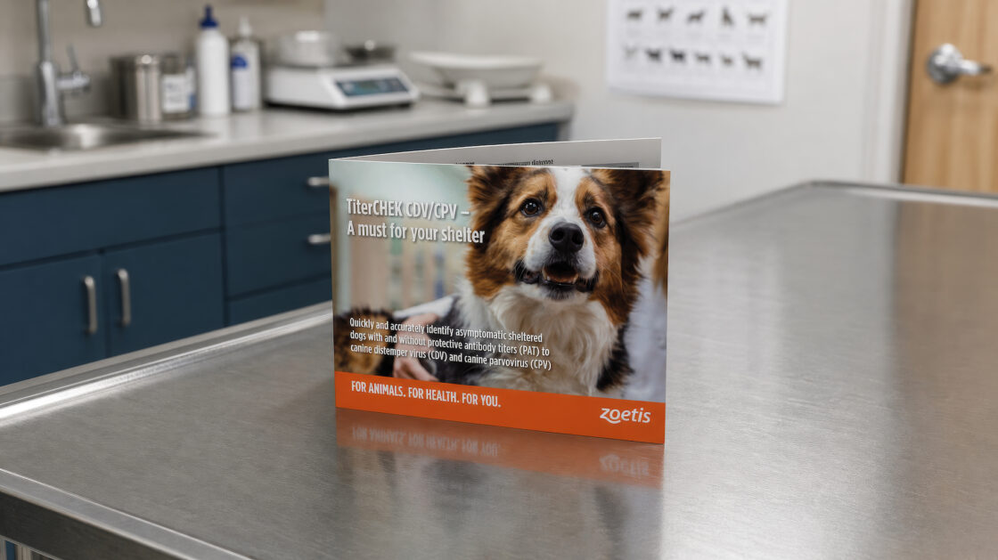 Zoetis Website Design, Marketing & Branding